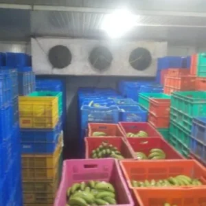 IPS Banana Ripening Chamber no. rooms 2